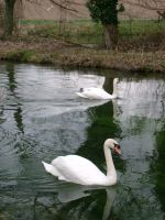 Swans on the River Alre